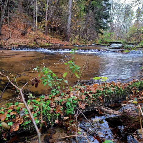 Jesienny weekend na Roztoczu: szumy rzek, złote lasy i ukryte kapliczki
