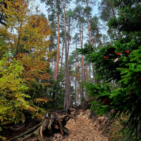 Najpiękniejsza trasa Roztocza Środkowego – od Szumów na Tanwi przez Kościółek po Wodospad na rzece Jeleń jesienią