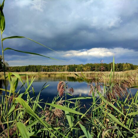 Zimowy spokój Polesia. Spacer ścieżką „Dąb Dominik” w Poleskim Parku Narodowym